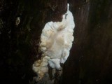 Postia rennyi image