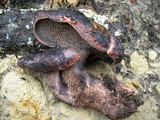 Sarcodon fuscoindicus image