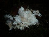 Postia rennyi image