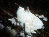 Postia rennyi image