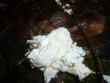 Postia rennyi image