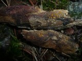 Pezicula corylina image