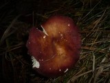 Russula xerampelina image