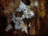 Antrodia serialis image