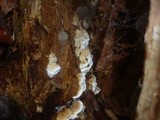 Antrodia serialis image