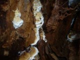 Antrodia serialis image