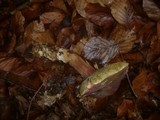 Boletus pruinatus image