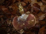 Boletus pruinatus image
