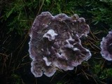 Chondrostereum purpureum image