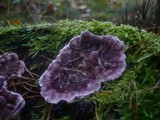 Chondrostereum purpureum image