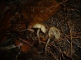 Clitocybe foetens image