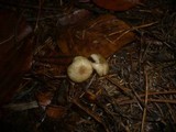Clitocybe foetens image