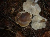 Clitocybe quercina image