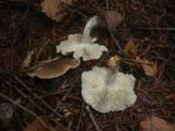 Clitocybe quercina image