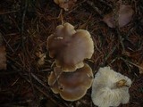 Clitocybe quercina image