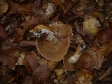 Cortinarius traganus image
