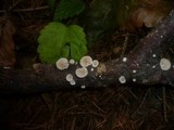 Crepidotus cesatii image
