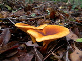 Hygrophoropsis aurantiaca image