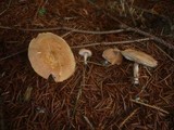 Cystodermella cinnabarina image