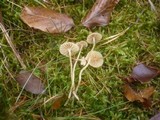 Galerina graminea image