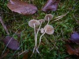 Galerina graminea image