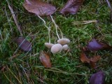 Galerina graminea image