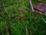 Galerina vittiformis image