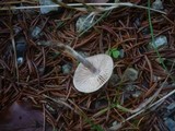 Hebeloma mesophaeum image