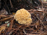 Sparassis crispa image