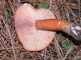 Lactarius subviscidus image