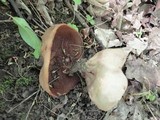 Disciotis venosa image