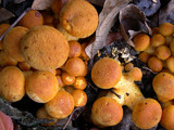 Gymnopilus ventricosus image