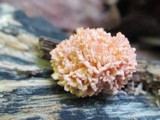 Xylaria cubensis image