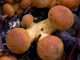 Gymnopilus ventricosus image