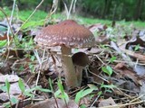 Psathyrella delineata image