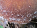 Psathyrella delineata image