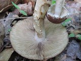 Psathyrella delineata image