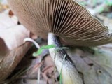 Psathyrella delineata image