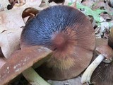 Psathyrella delineata image