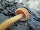 Flammulaster erinaceellus image