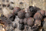 Hypoxylon fragiforme image