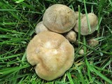 Lyophyllum decastes image