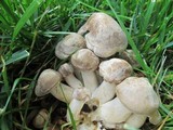 Lyophyllum decastes image