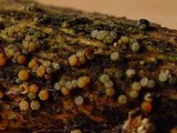 Bionectria ralfsii image