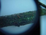 Bionectria ralfsii image
