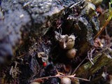 Lycogala epidendrum image