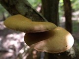 Polyporus alveolaris image