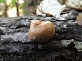 Lentinula boryana image