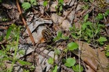 Morchella diminutiva image