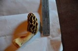 Morchella diminutiva image